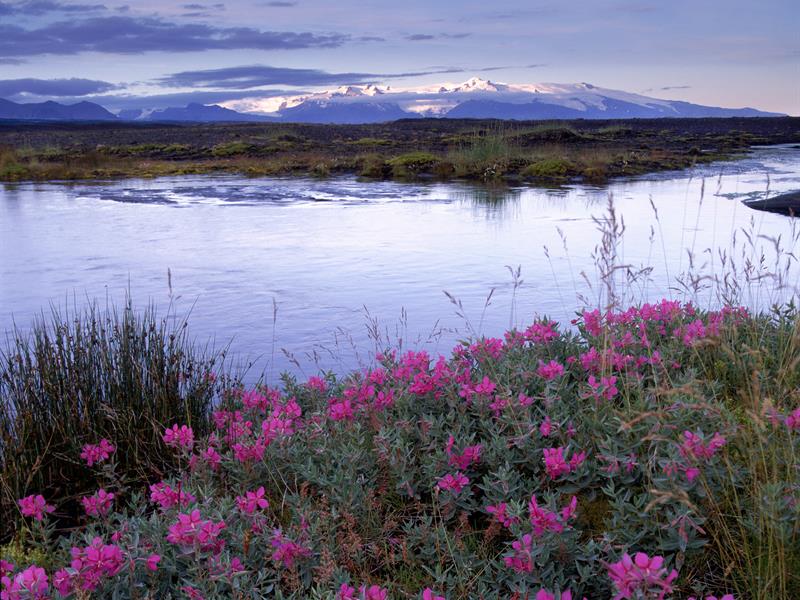 Summer wildflowers in front of a lake in Iceland at dusk