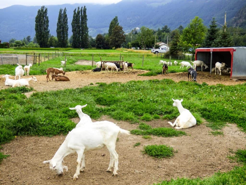 Goats at the cheesery in Harrison